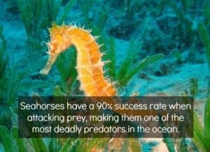 random-crazy-facts-13