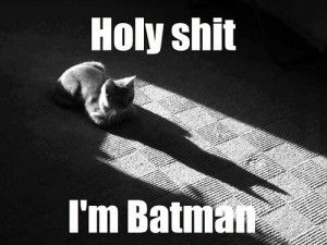 Batcat